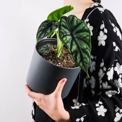 À propos Plants Store Gallery Img 4